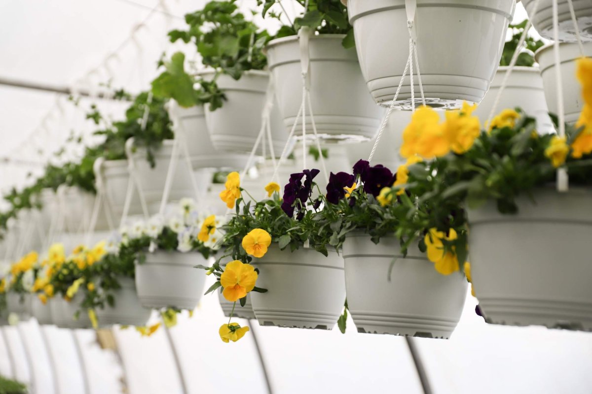 Florile credinţei din sufletul unei eleve olimpice 360267