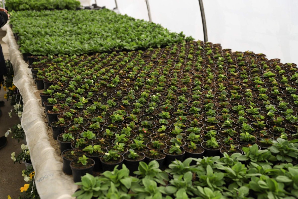 Florile credinţei din sufletul unei eleve olimpice 360268