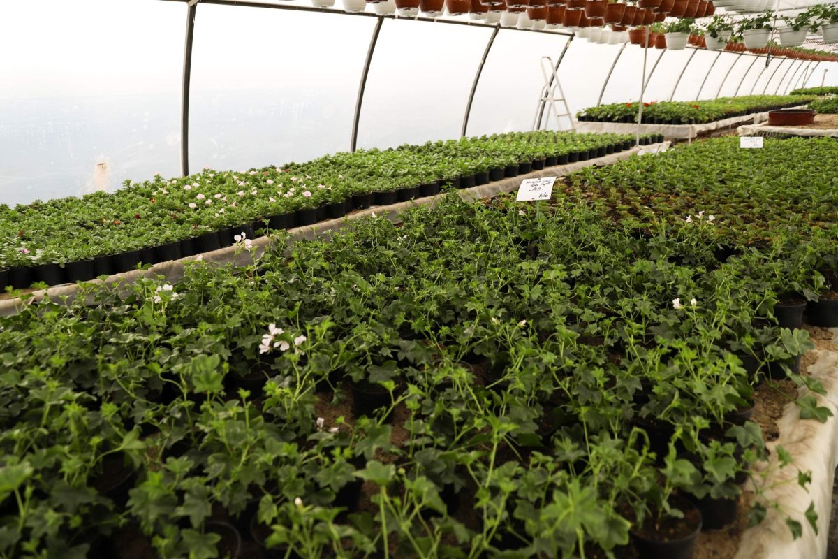 Florile credinţei din sufletul unei eleve olimpice 360269