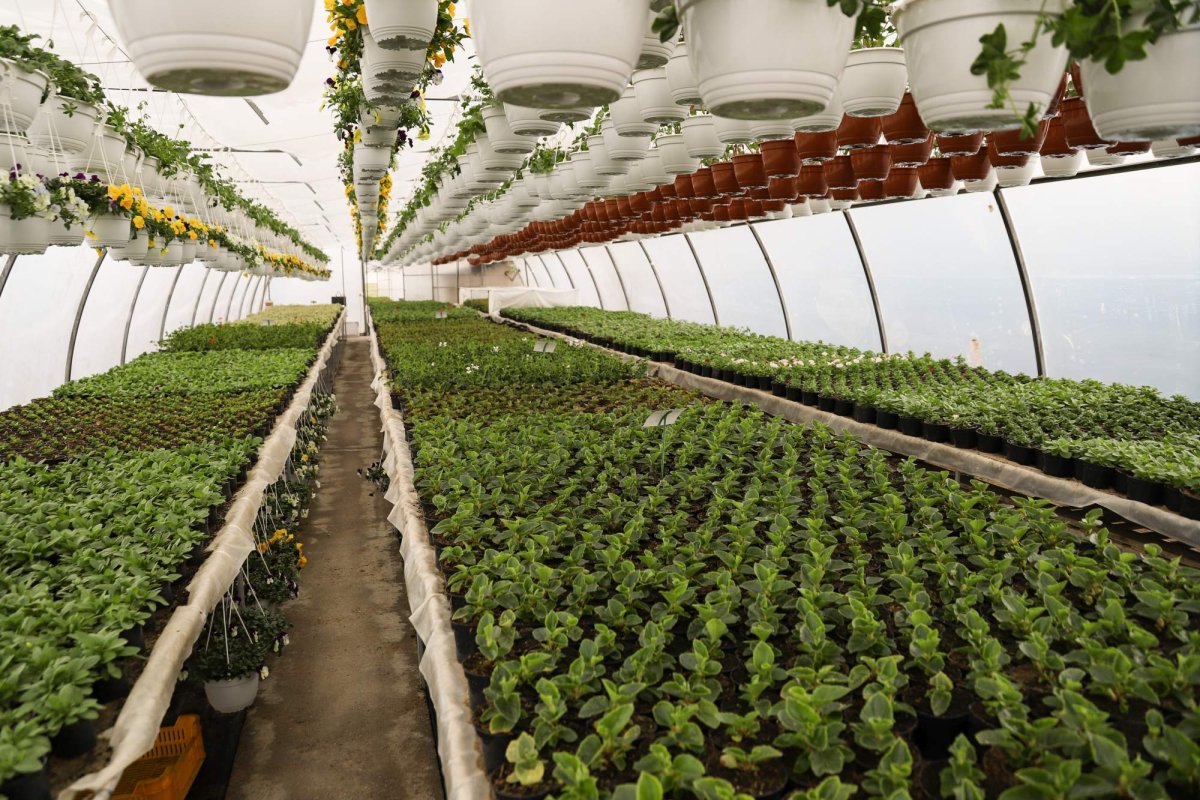 Florile credinţei din sufletul unei eleve olimpice 360271