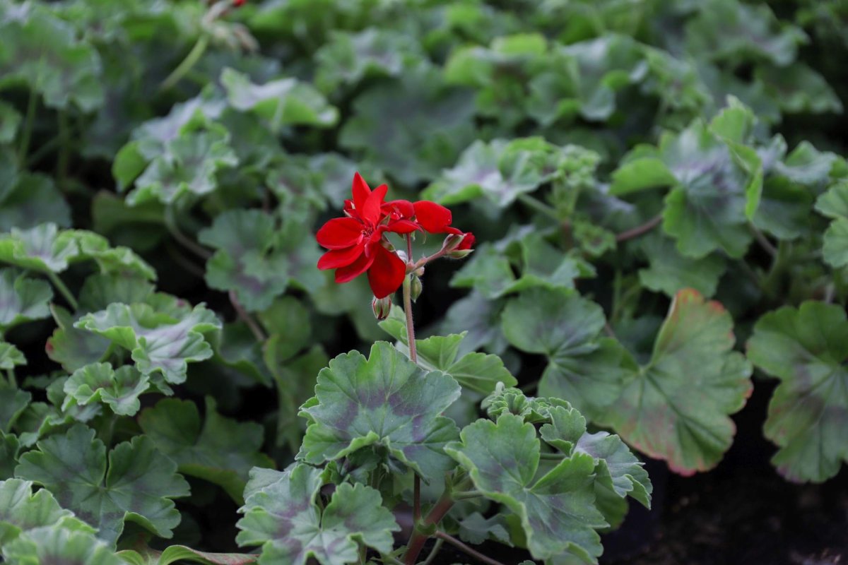 Florile credinţei din sufletul unei eleve olimpice 360275