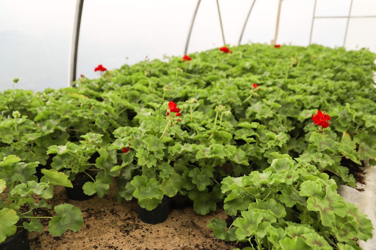 Florile credinţei din sufletul unei eleve olimpice 360276