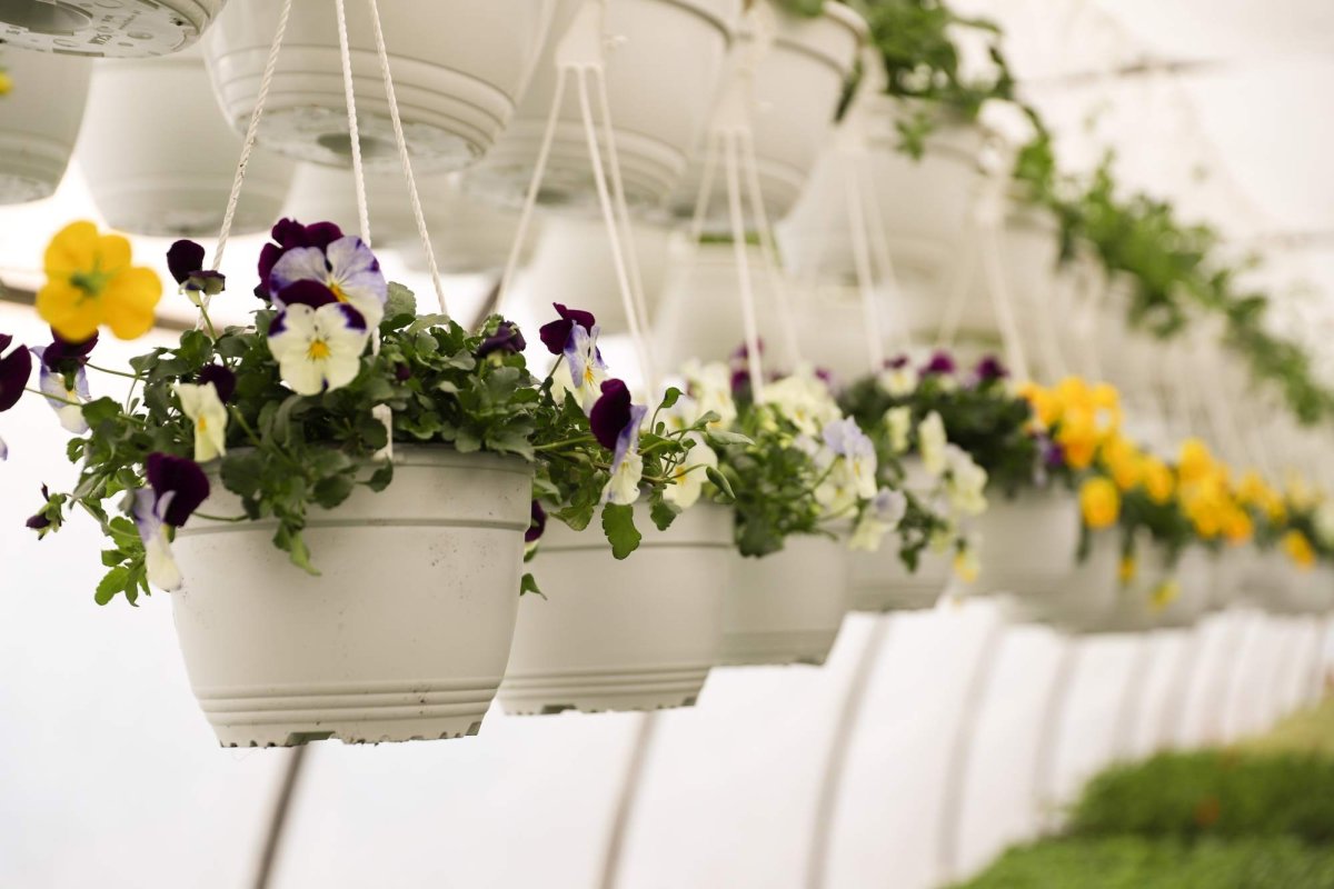 Florile credinţei din sufletul unei eleve olimpice 360279