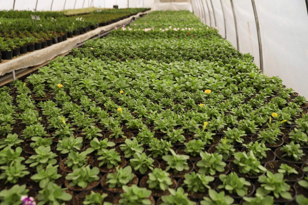 Florile credinţei din sufletul unei eleve olimpice 360281