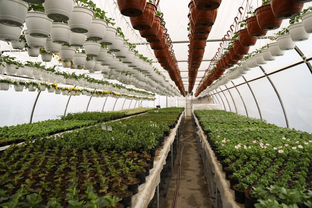 Florile credinţei din sufletul unei eleve olimpice 360282