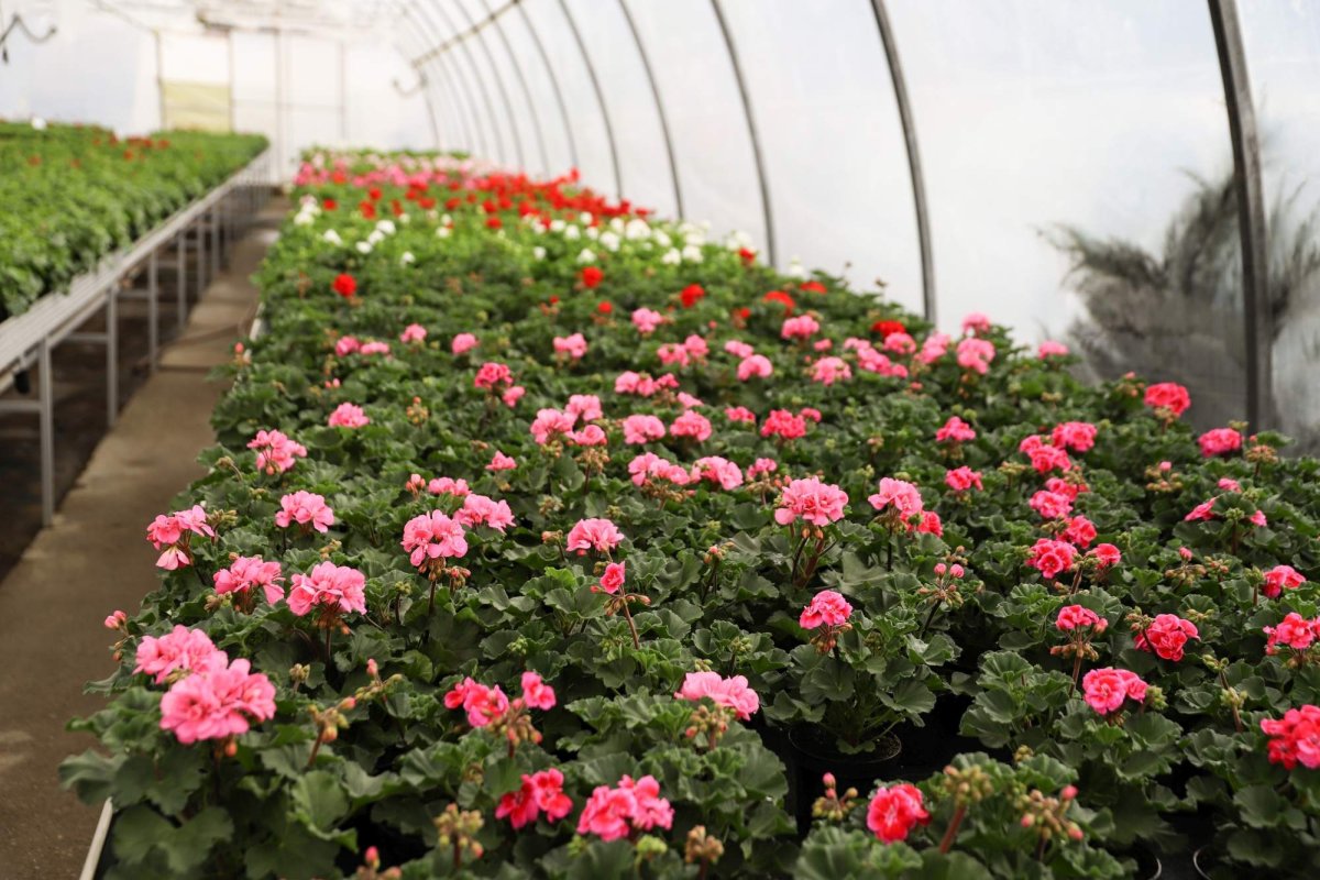 Florile credinţei din sufletul unei eleve olimpice 360283