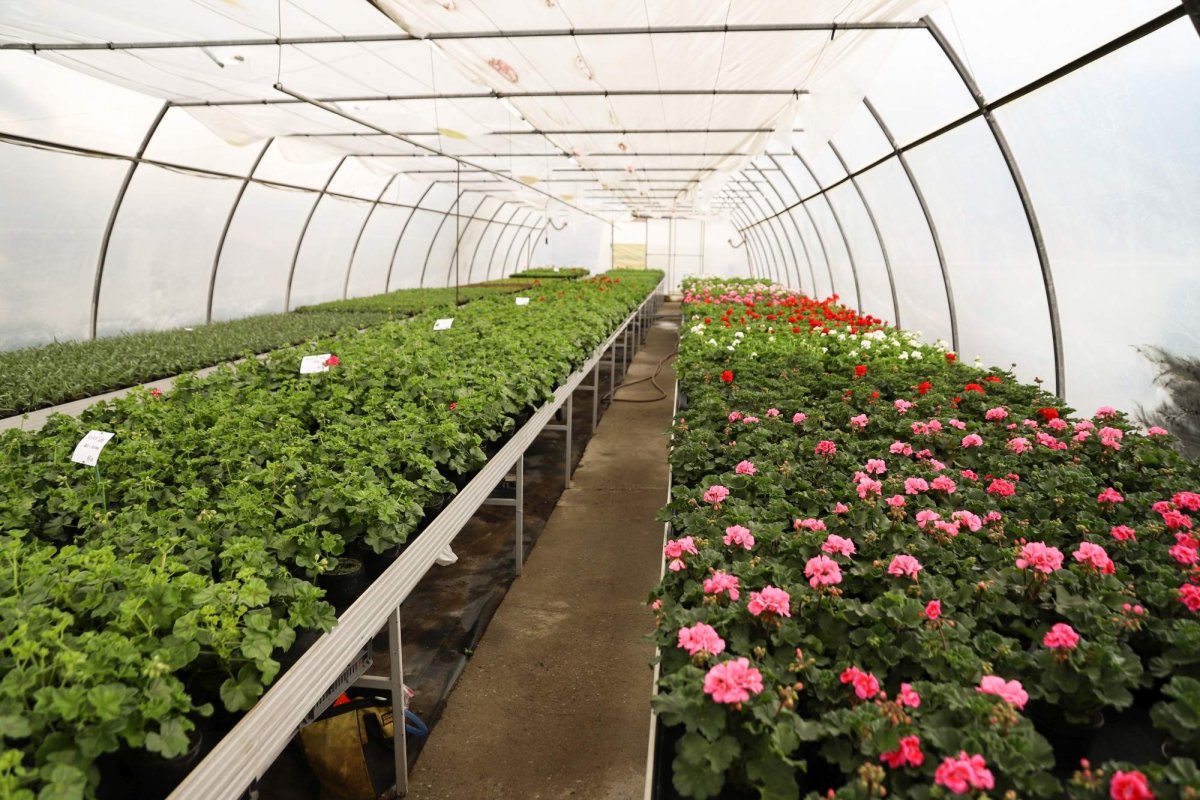 Florile credinţei din sufletul unei eleve olimpice 360284