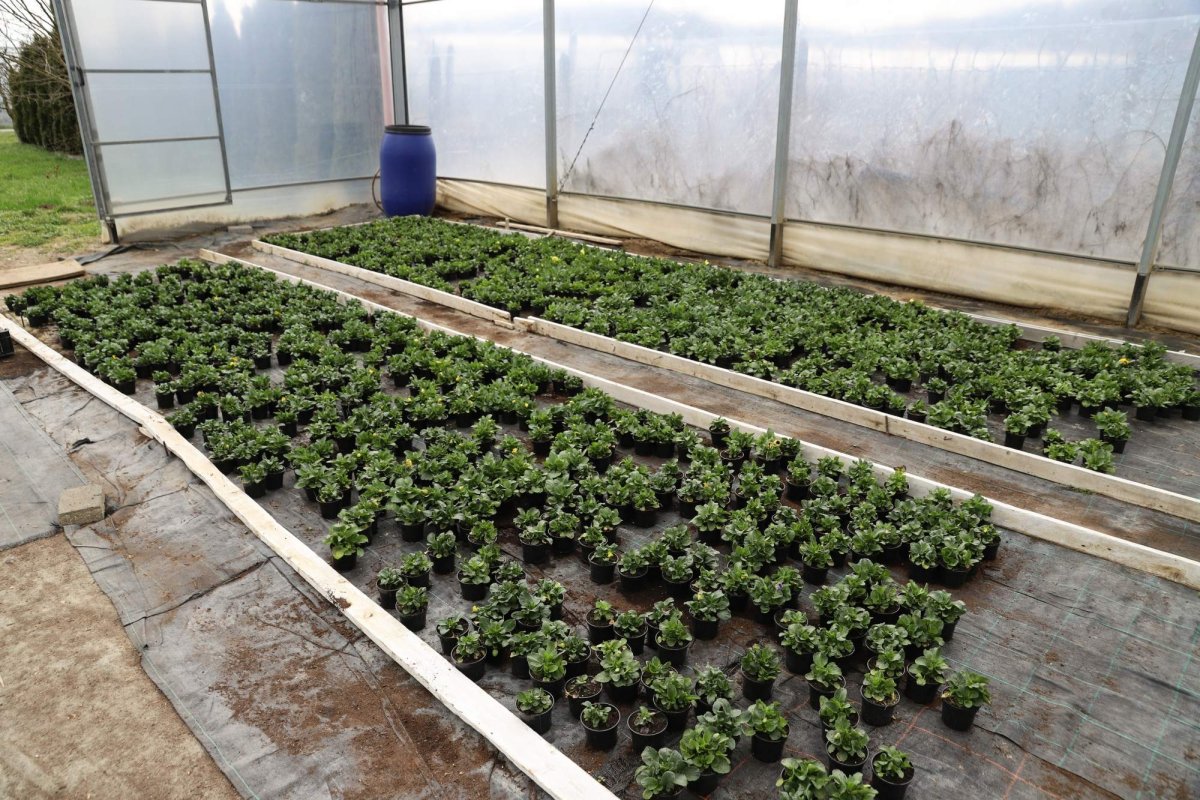 Florile credinţei din sufletul unei eleve olimpice 360287