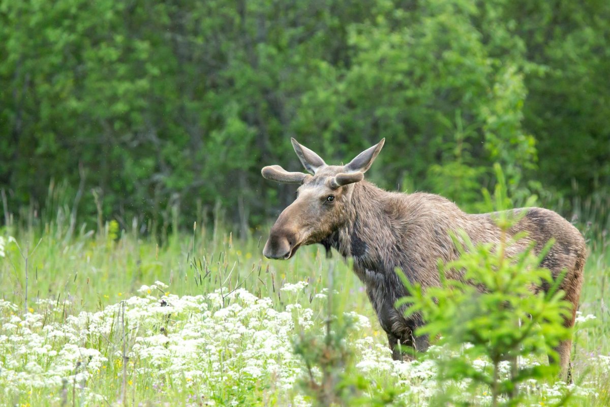Elani în Parcul Vânători-Neamț 361282