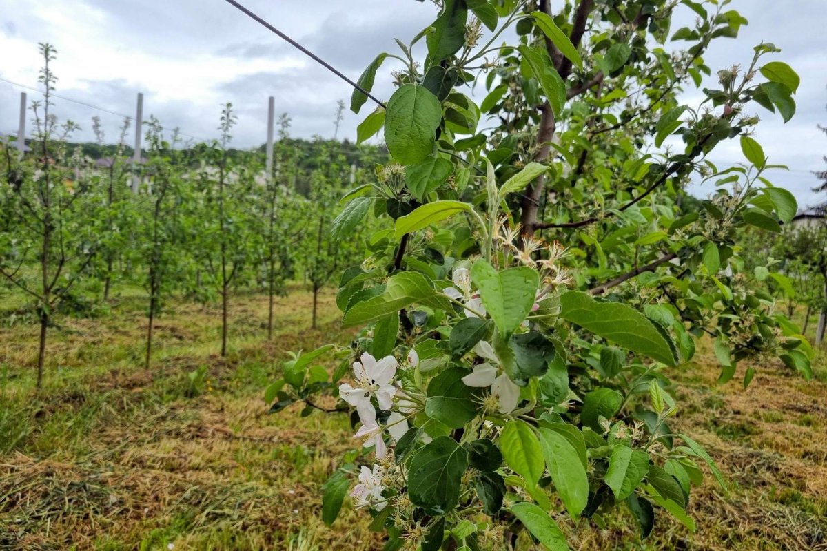 Pomicultura şi viticultura, grav afectate de îngheţ  362745