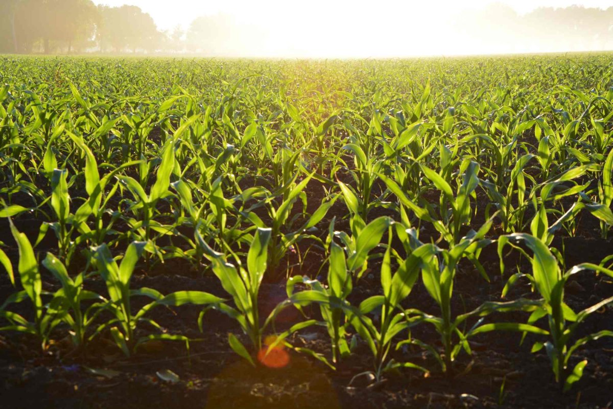 Susținere europeană pentru plantele modificate prin NTG 366022