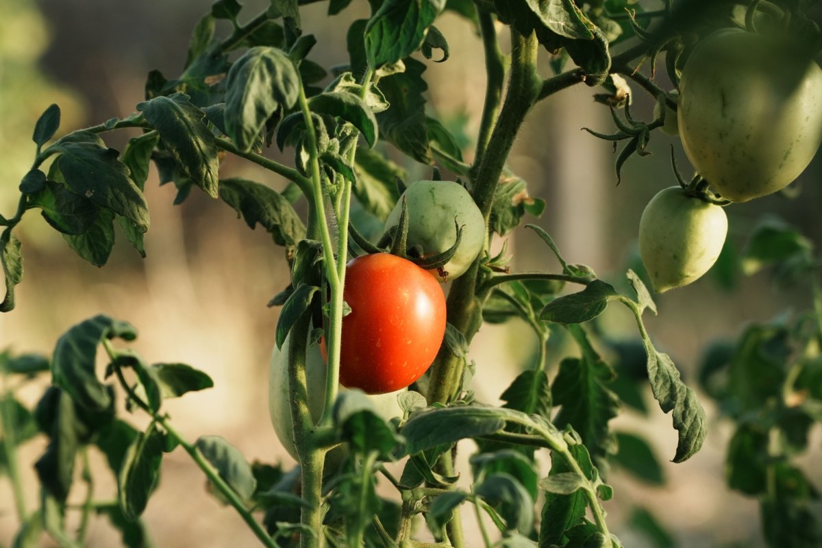 Maramureș: Culturi de legume afectate de caniculă 367429