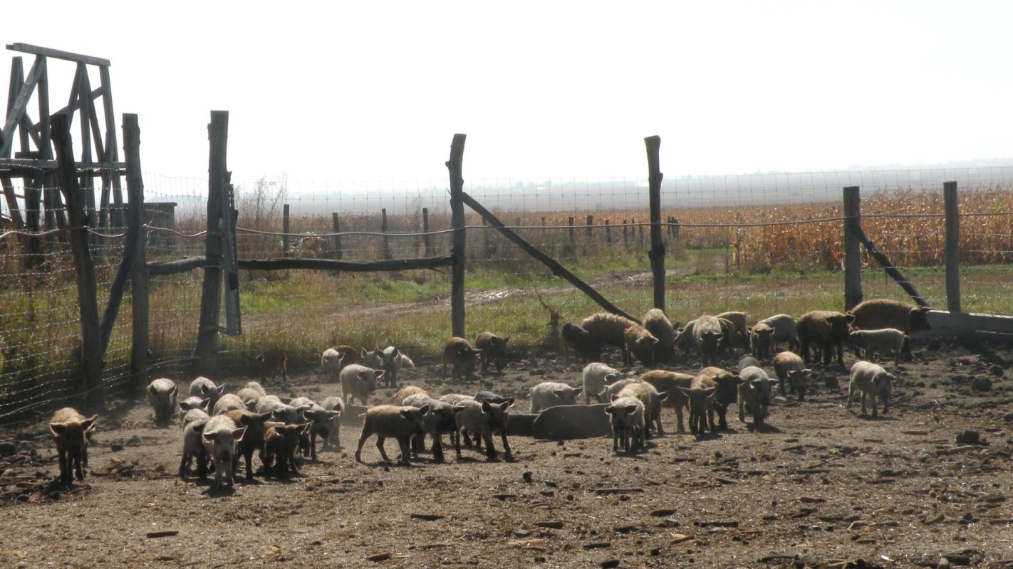 Sprijin pentru Mangalița 367433