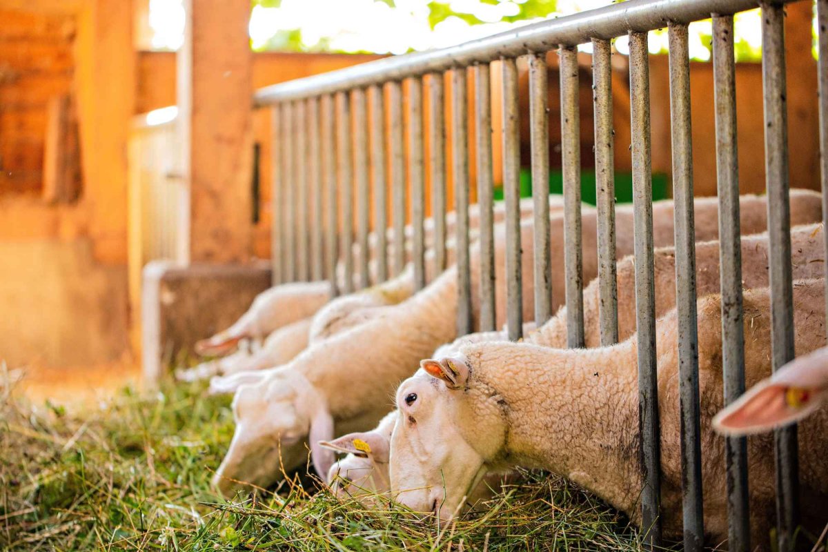 Negocieri la Bruxelles pe tema exporturilor de ovine 369234