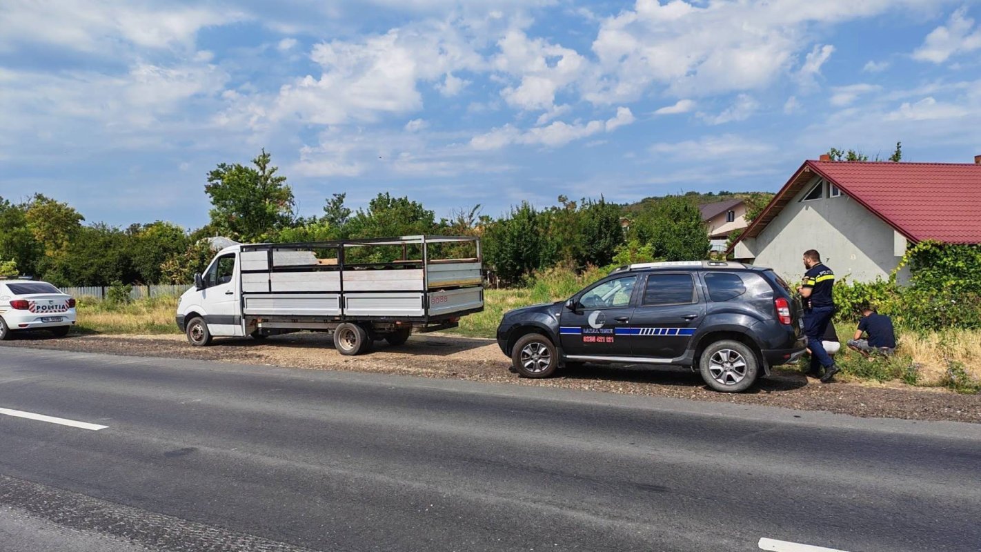 Transporturi clandestine de ovine 371575