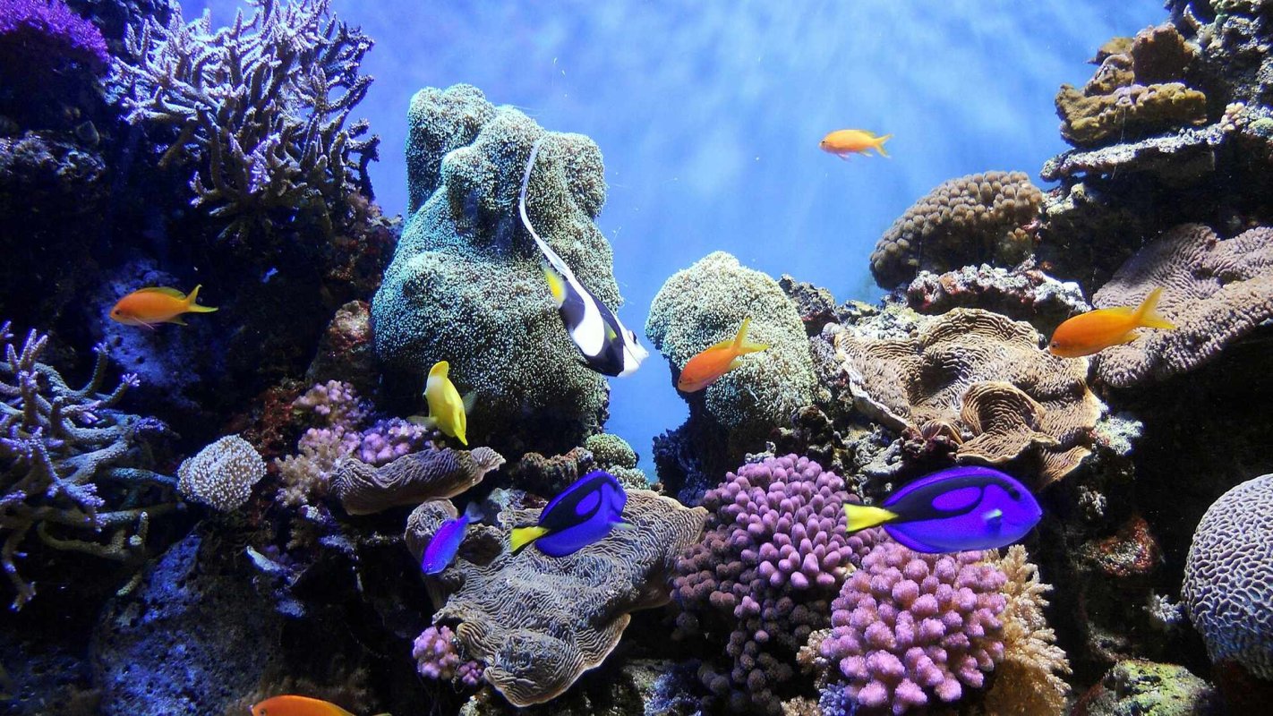Grija pentru biodiversitate - o formă de mărturisire a credinței 371595