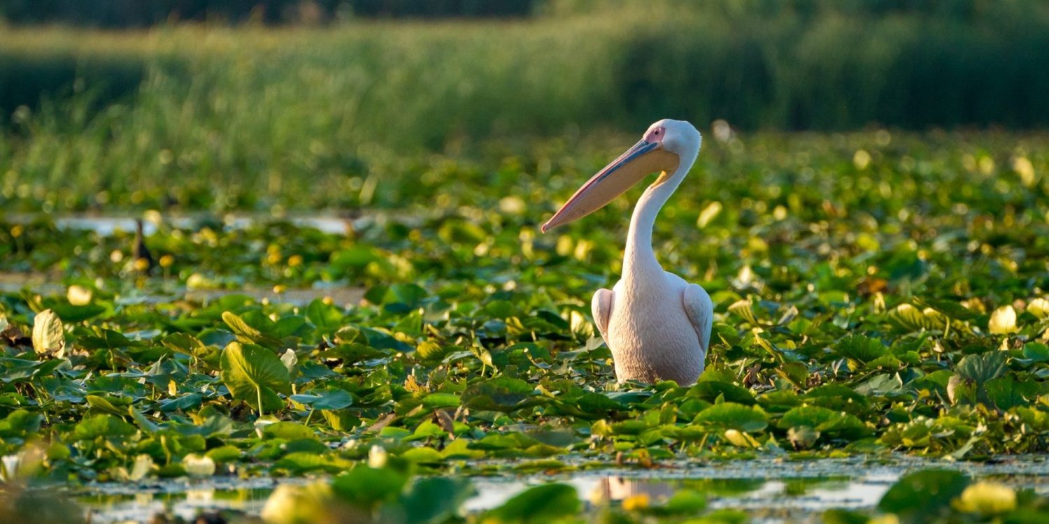 Grija pentru biodiversitate - o formă de mărturisire a credinței 371600