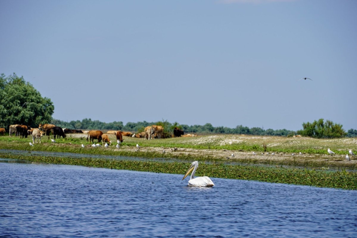 Grija pentru biodiversitate - o formă de mărturisire a credinței 371601