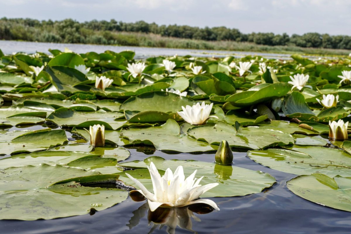 Grija pentru biodiversitate - o formă de mărturisire a credinței 371602