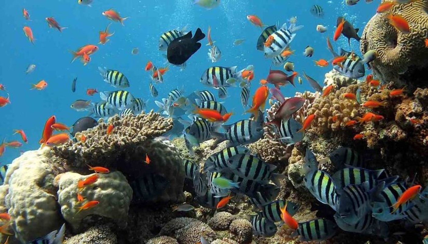 Grija pentru biodiversitate - o formă de mărturisire a credinței 371603