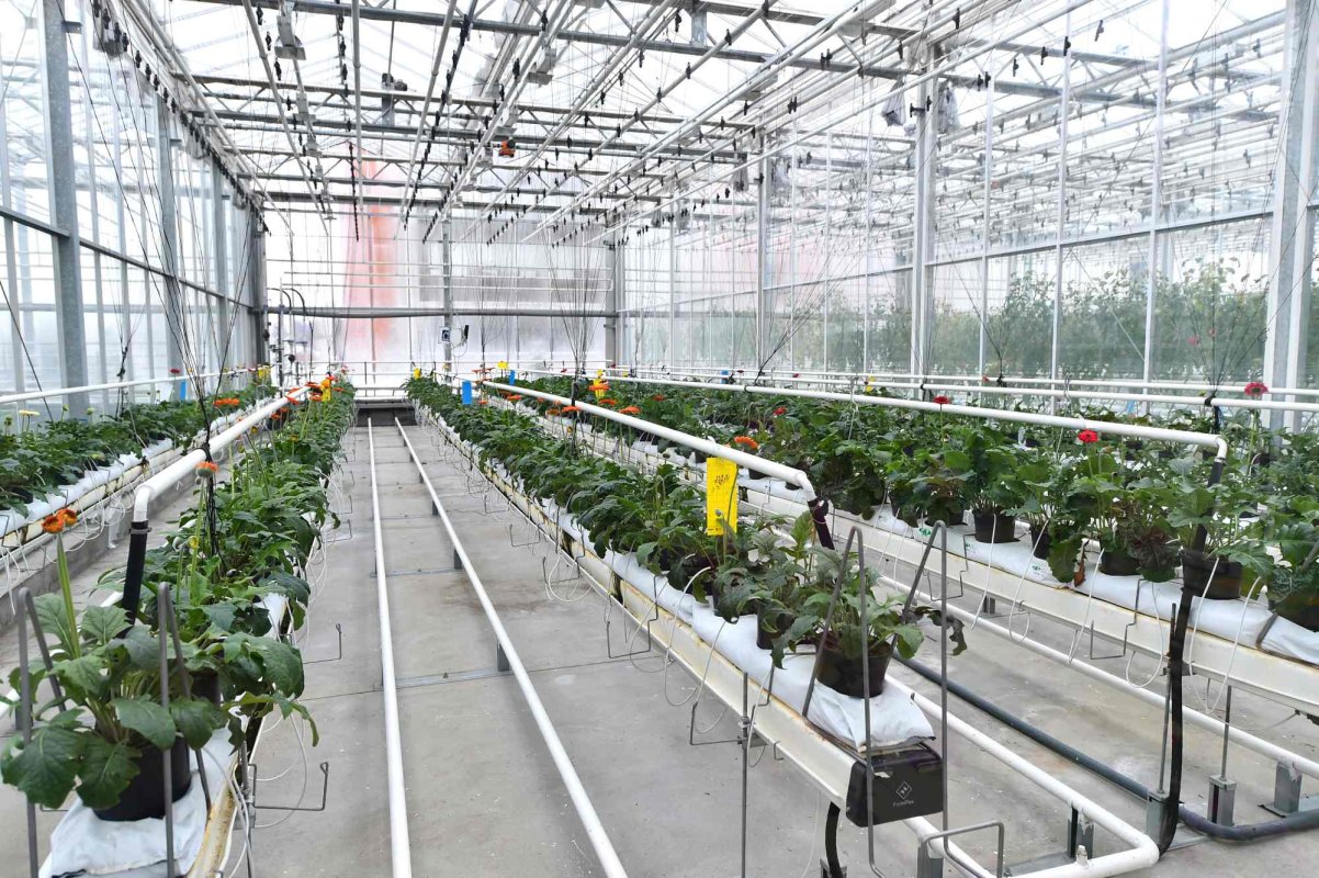 Fonduri pentru cultivatorii de flori și micii fermieri 372845