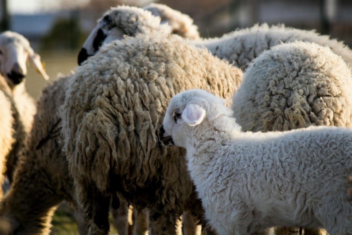 Nereguli în fermele de ovine 372849