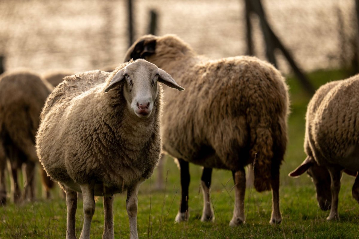 Campanie de vaccinare a ovinelor 374942