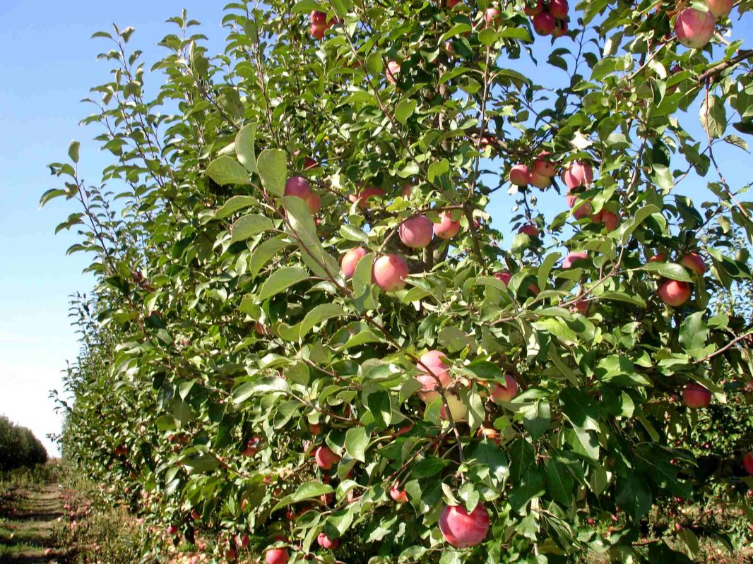 Mai, declarată Luna Horticulturii 375573