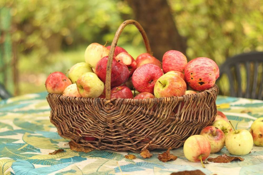 Din bogăţia aromelor lui Brumărel 376606