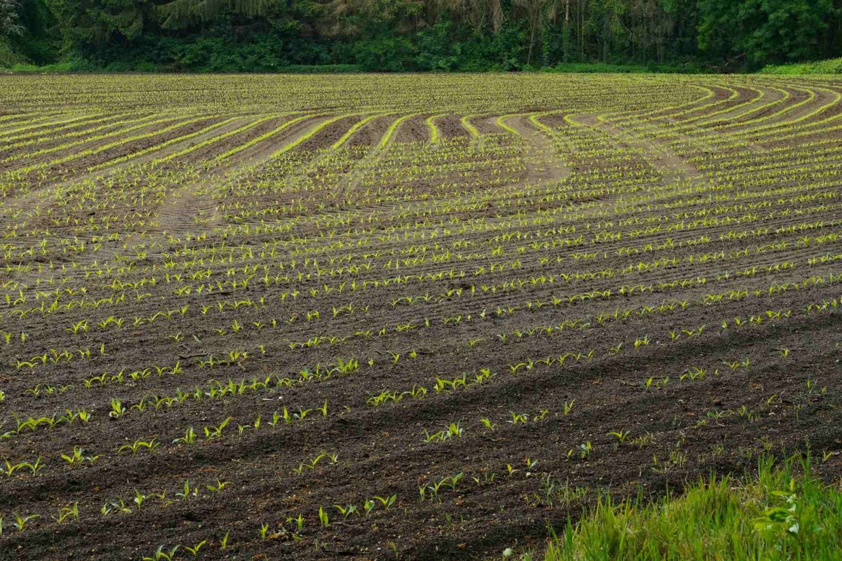 Creștere a insolvențelor în agricultură 379004