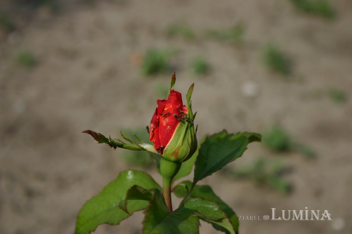 Necazurile, bogăţia celor mari 181406