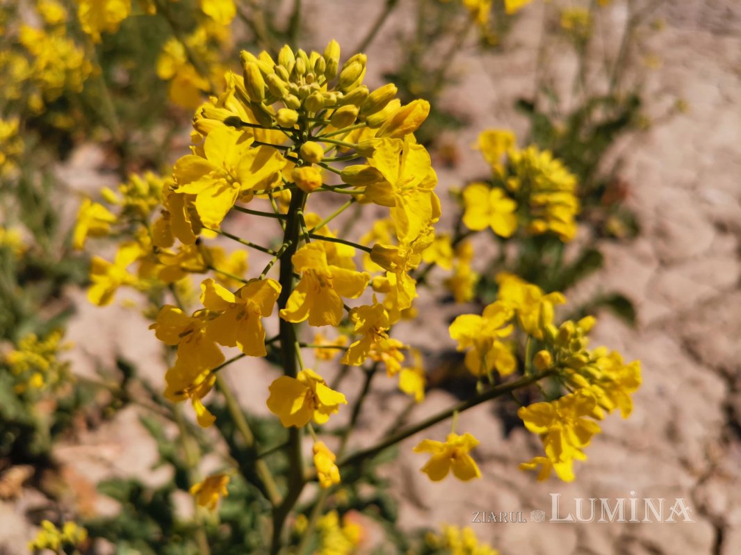 Moldova, sub spectrul îngrijorător al secetei 144541