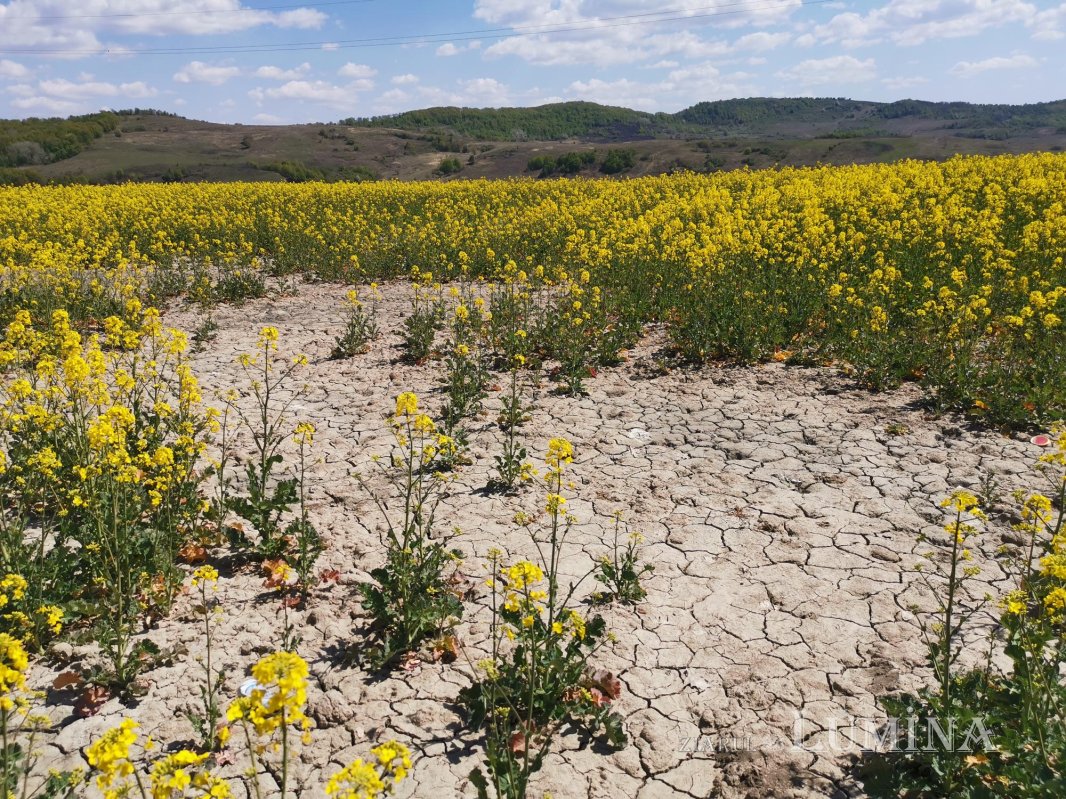 Moldova, sub spectrul îngrijorător al secetei 144545