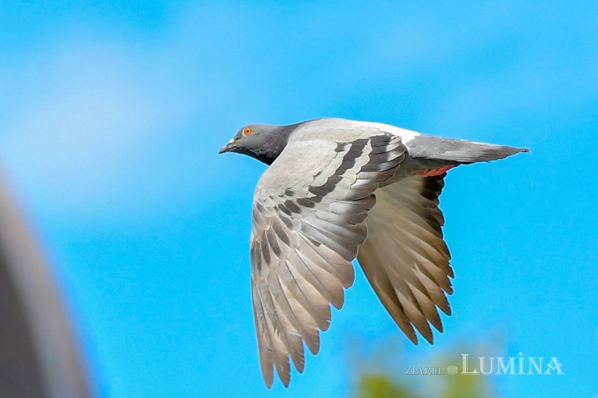 Care este prioritatea vieţii noastre? 296719