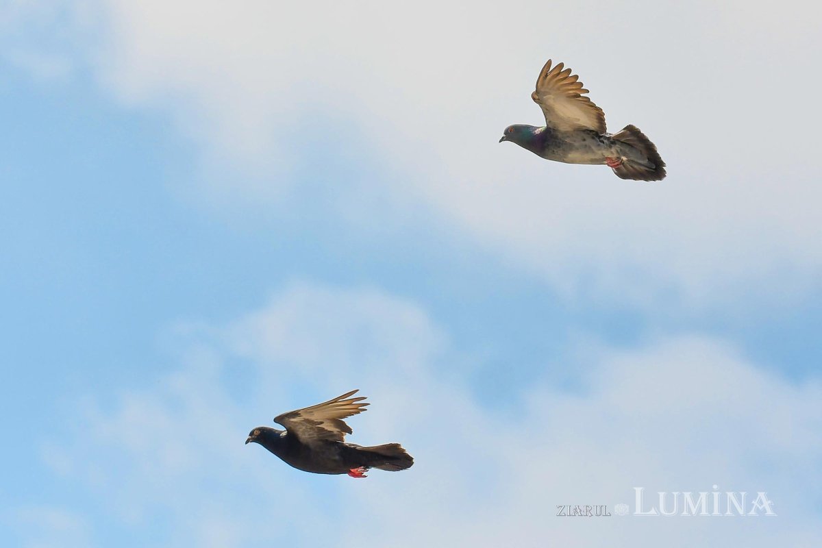 Marcu 3, 28-35 151916