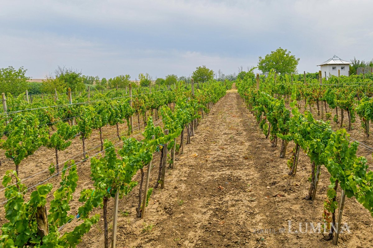 La ceas de sărbătoare 152094