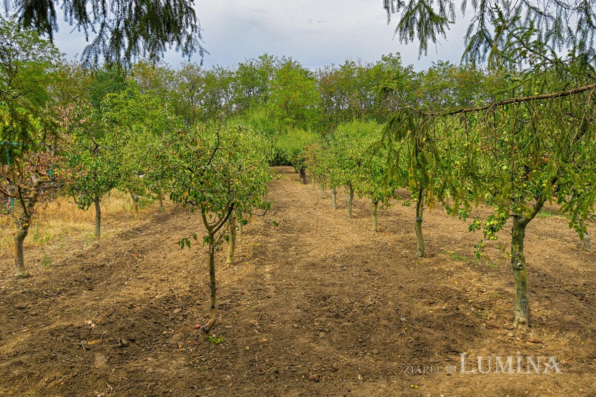 La ceas de sărbătoare 152095