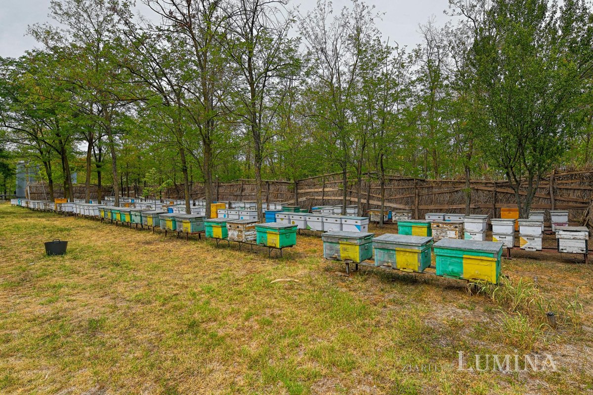 La ceas de sărbătoare 152101