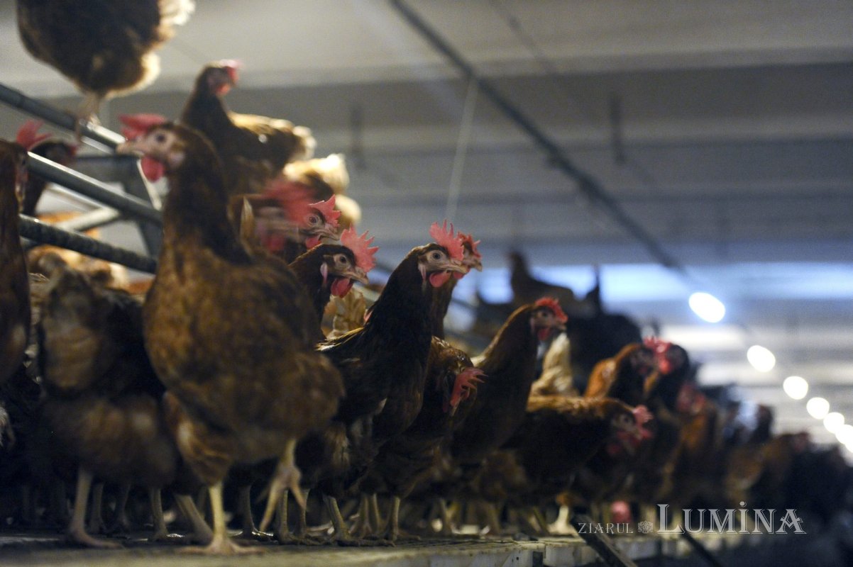 APIA primește cereri pentru „Bunăstarea animalelor” 163660