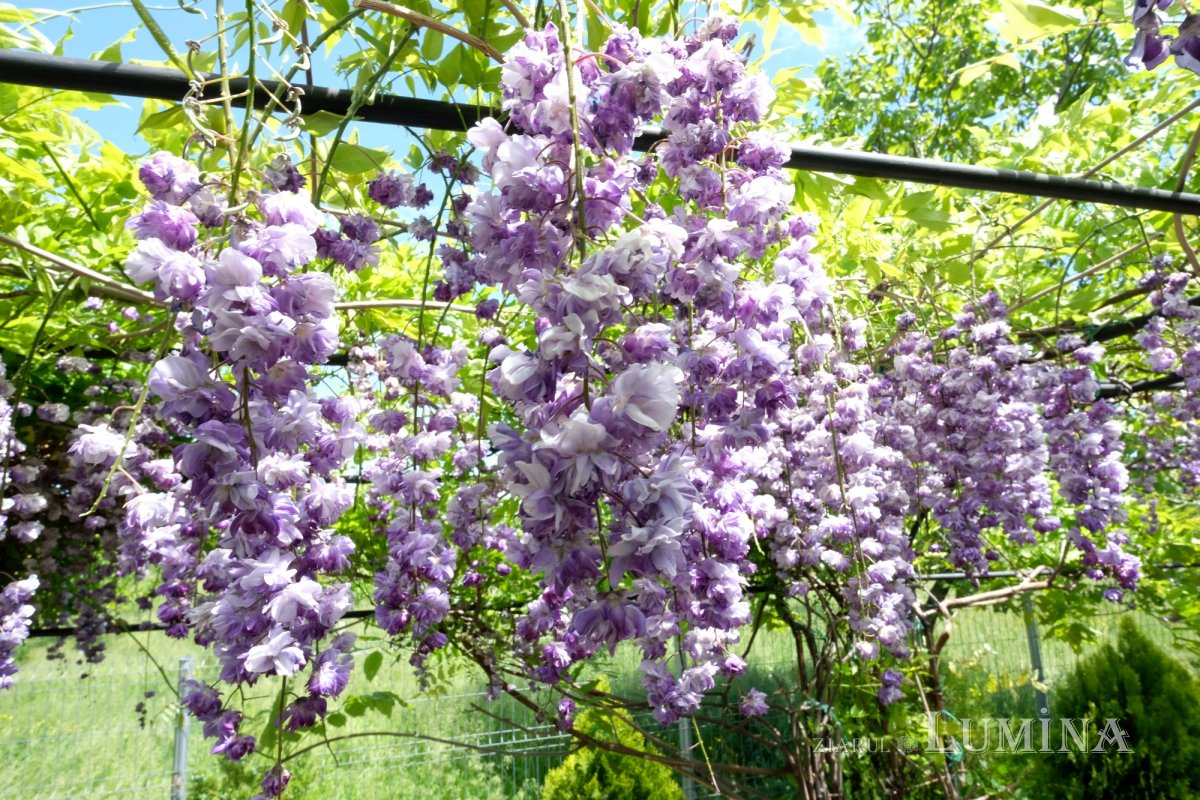 Icoana făcătoare de minuni a Maicii Domnului de la Mănăstirea Ghighiu 177104