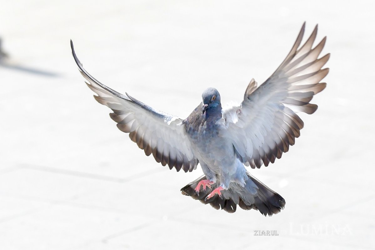 Fotografii artistice ale Publicațiilor Lumina 207489