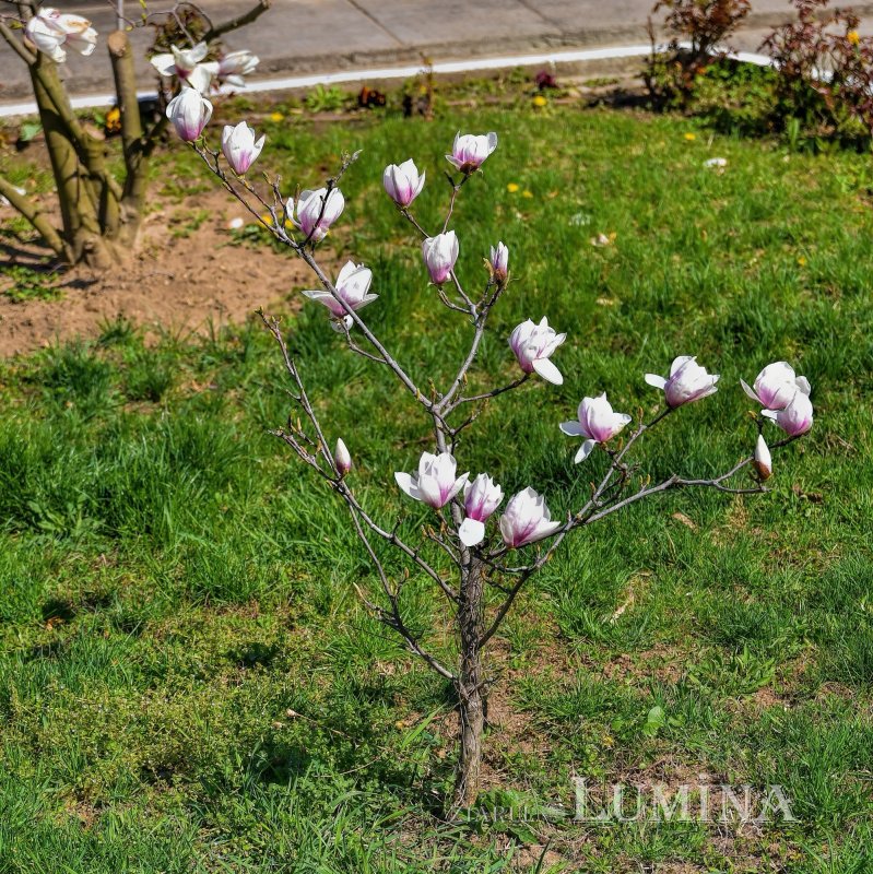 Sfântul Ierarh Calinic, un ambasador la Dumnezeu 209232