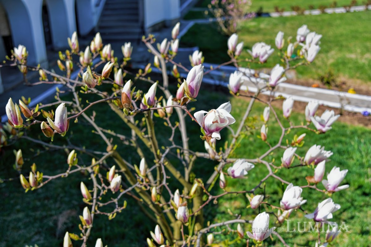 Sfântul Ierarh Calinic, un ambasador la Dumnezeu 209234