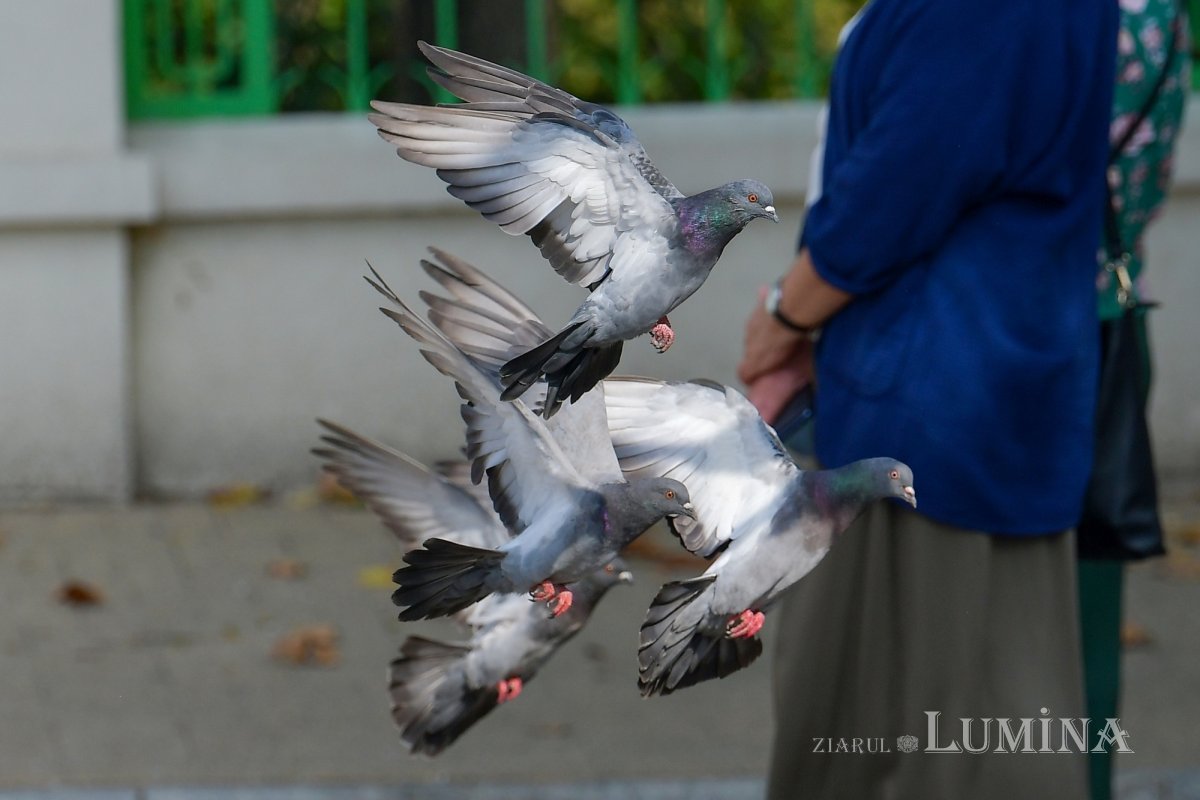 Fotografii artistice ale Publicațiilor Lumina 214373