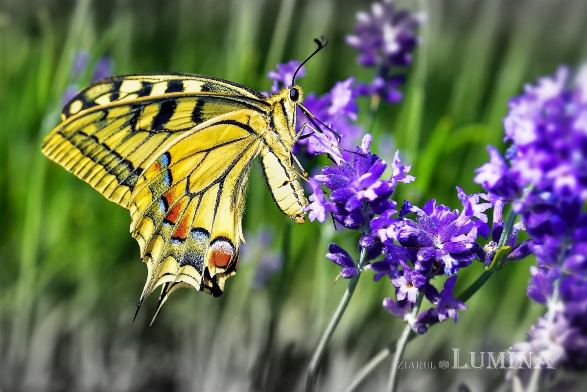 Fotografii artistice ale Publicațiilor Lumina 216284