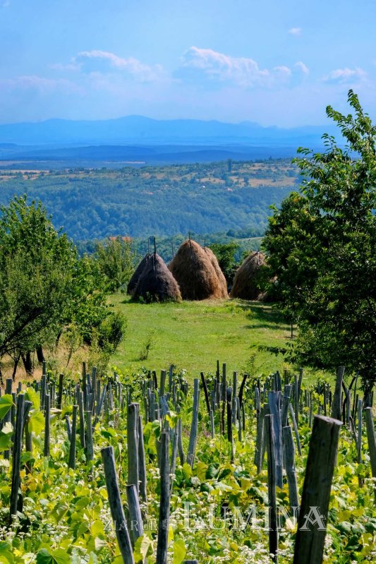 Fotografii artistice ale Publicațiilor Lumina 217040