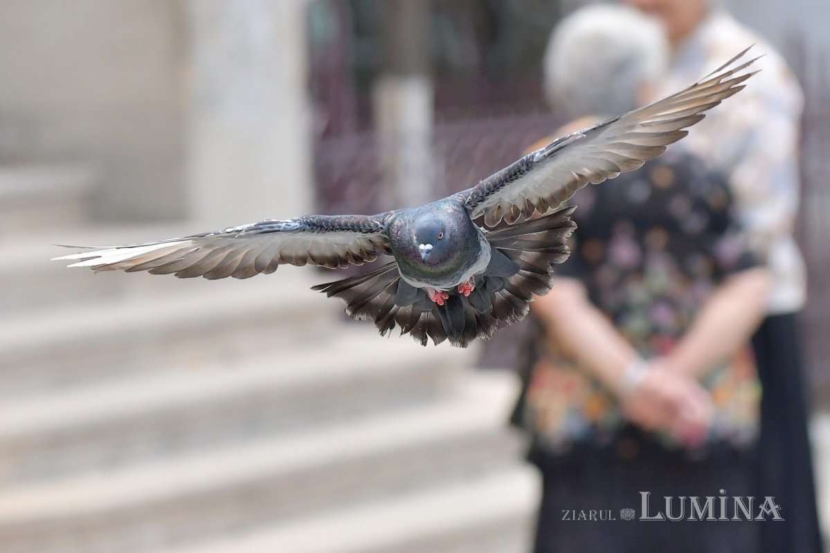 Fotografii artistice ale Publicațiilor Lumina 220502