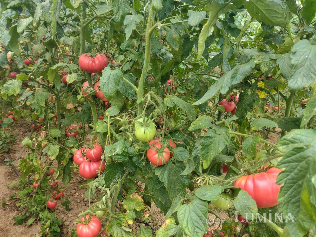 Roadele curate din Cămara lui Vasile 221925