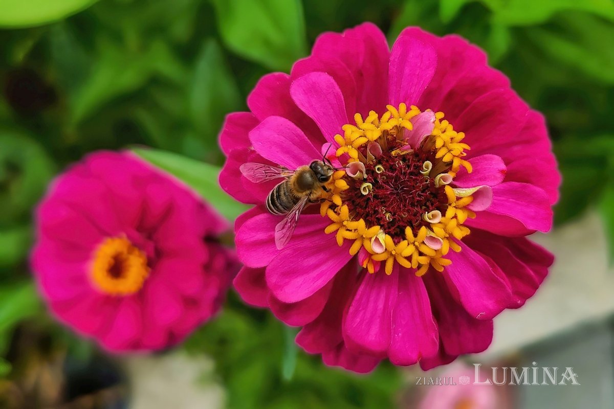 Fotografii artistice ale Publicațiilor Lumina 223857