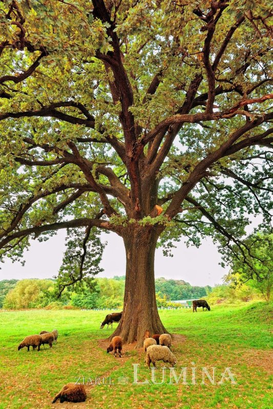 Fotografii artistice ale Publicațiilor Lumina 226610